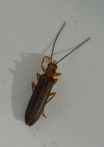 Nacerdes carniolica